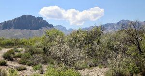 Chihuahuan Desert | Fox Acura of El Paso in El Paso, TX