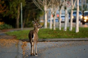 Deer on road in El Paso, TX | Fox Acura El Paso, TX