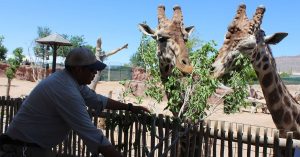 Giraffes at the El Paso Zoo | Fox Acura of El Paso