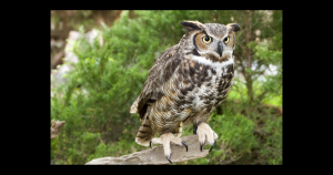 Great Horned Owl | Fox Acura of El Paso in El Paso, TX