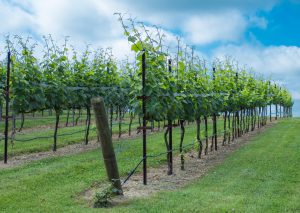 3 Best Destinations for Wine Lovers in El Paso, TX