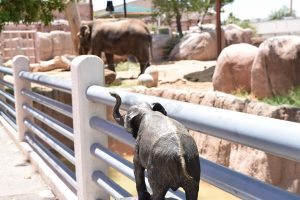 Zoo Elephants | Fox Acura of El Paso